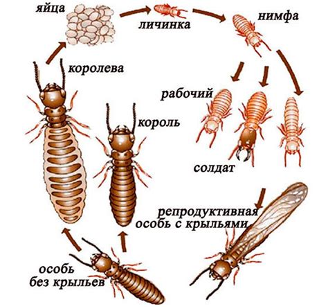 Термит: описание, где обитает, чем питается, сколько живет
