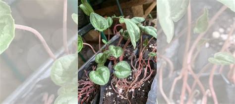 Цикламен купить в Туапсе с доставкой | Хобби и отдых | Авито