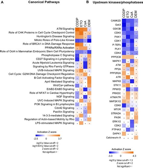 Pathway Analysis A Heatmap Of The Activation Z Score Ipa Of Download Scientific Diagram