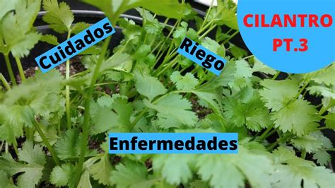 Guía completa Cada cuánto se riega el cilantro Consejos y