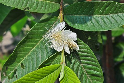 Guava Leaf Psidium Guajava Natural Alchemy