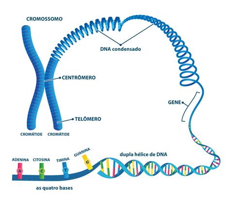 Cromossomos Hom Logos O Que S O Import Ncia Brasil Escola