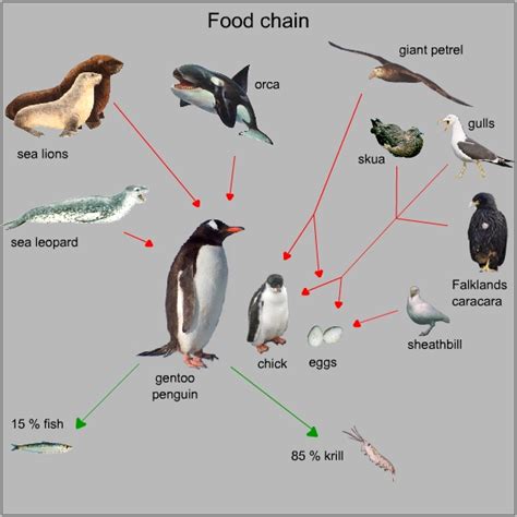 Emperor Penguin Food Chain