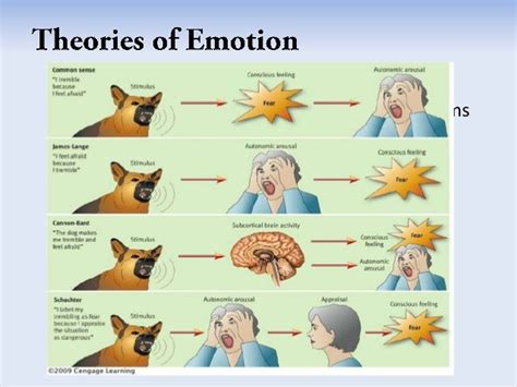 Theories Of Emotion Explained