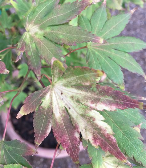 Acer Palmatum Katsura Japanese Maple Artofit