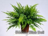 “Boston Blue Bell” (Nephrolepis exaltata “Boston Blue Bell”) – Polselekt