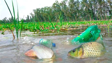 Amazing Fishing Video Traditional Hook Fishing By Plastic Bottle Fish