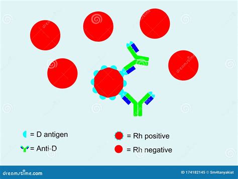 Antigen Vs Antibody With Medical Immune System Differences Outline ...