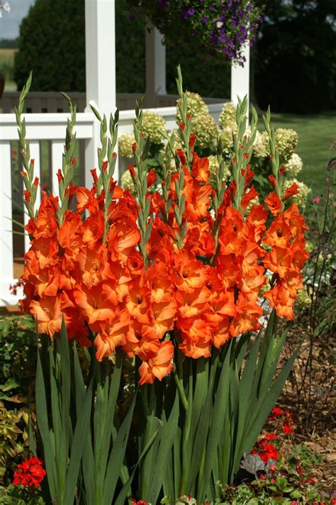 Summer Flowering Bulb Gladioli Sun Kissed Available Late Winter