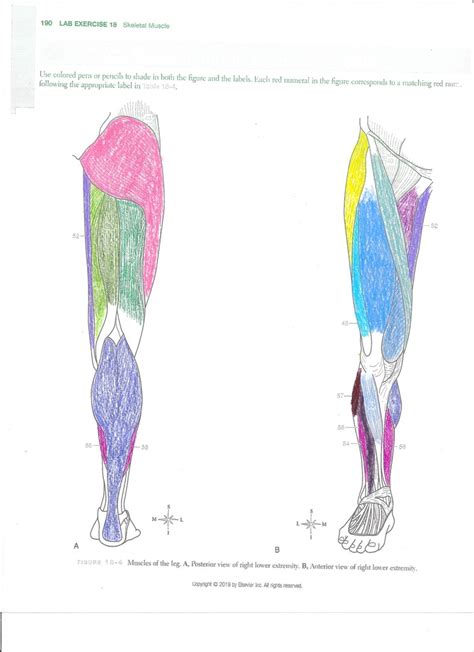 Muscles Of The Lower Extremity Diagram Quizlet