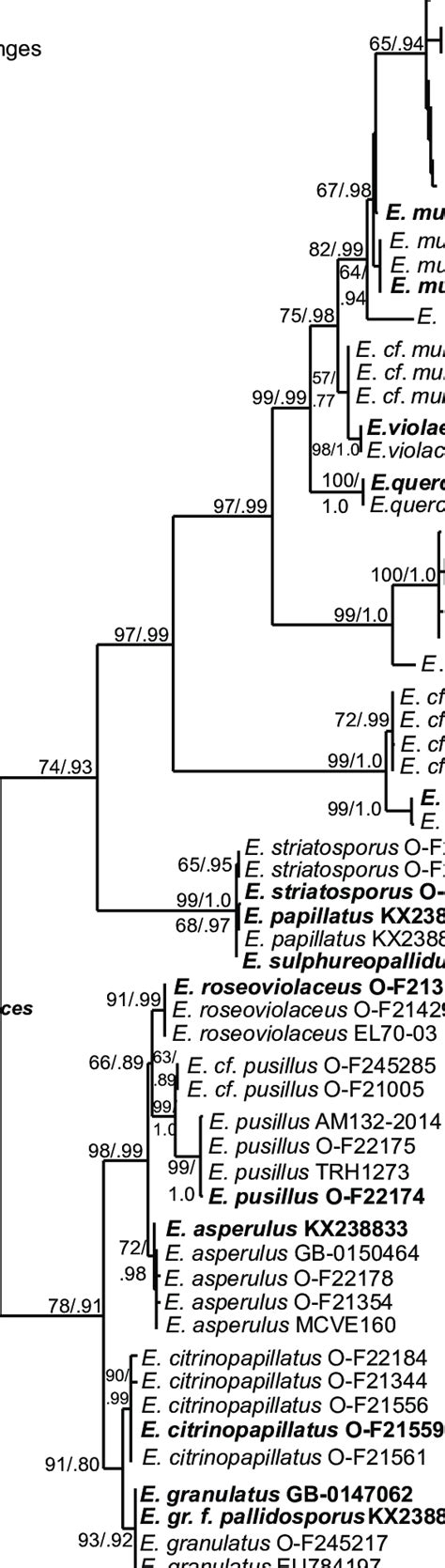 One Of The Equally Most Parsimonious Trees From The Phylogenetic Download Scientific Diagram