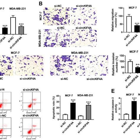 CircKIF4A Knockdown Hampered BC Cell Migration Invasion And Promoted