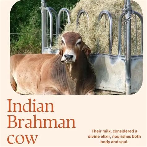 Brahman Cow Origin, History and Facts all about Brahman cows