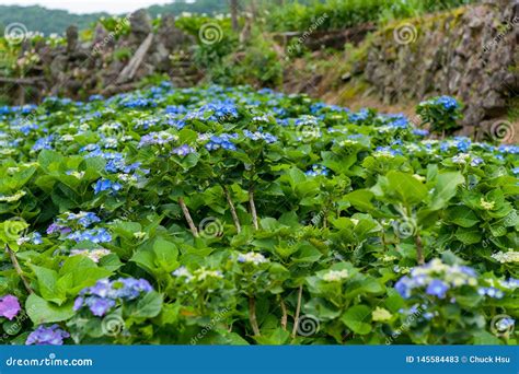 O Macrophylla Da Hort Nsia Das Flores Ou A Flor Bonita Do Hortensia Est