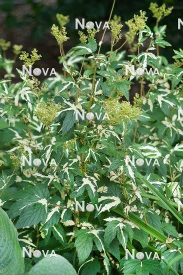 N Filipendula Ulmaria Variegata