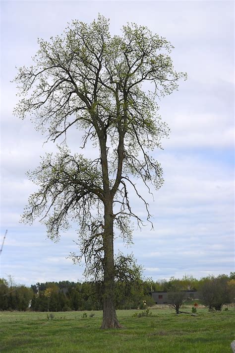 Ulmus thomasii – Rock Elm | Trees Canadensis 