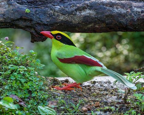 Los búhos no tienen buche on Twitter Aves exóticas Aves Animales