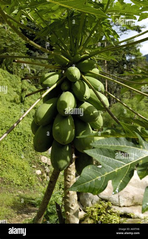 Papaya Papaw or Paw Paw tree Stock Photo - Alamy