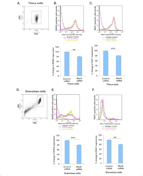 RHOG knockdown reduces the expression of RAC1 in theca and granulosa ...