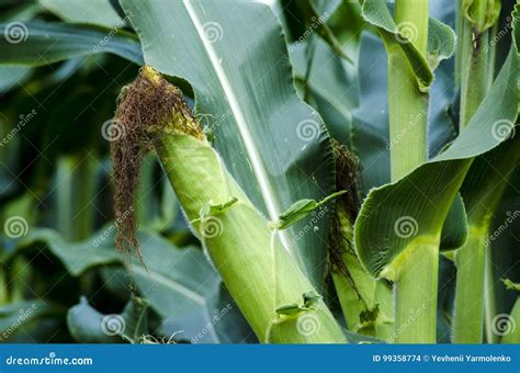 Closeup Corn On The Stalk Stock Photo Image Of Garden 99358774