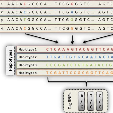 From SNPs through Haplotypes to Tag SNPs On each chromosome several ...