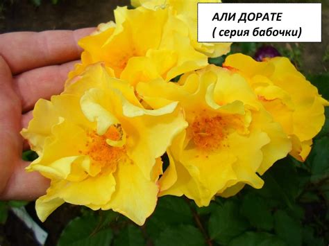 Роза али баба - фото и картинки: 74 штук