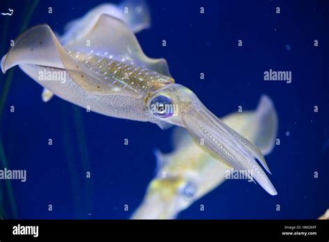 Common Market Squid Doryteuthis Opalescens On Display At The