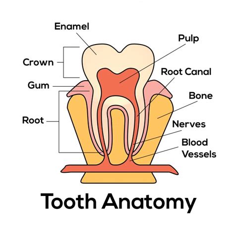 Tooth Description Background Free Stock Photo - Public Domain Pictures