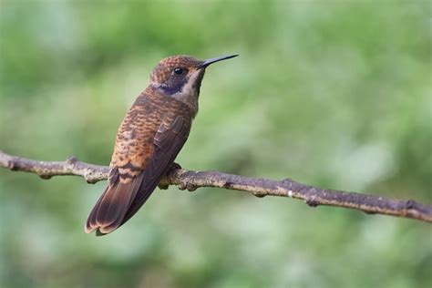 Pequeño Colibrí Posando En Una Rama Horizontal Foto Premium