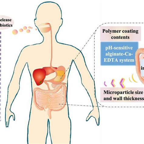 Schematic Representation Of Microcapsules Exposed In Human