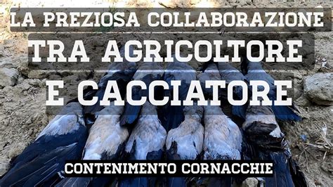 Contenimento Delle Cornacchie Su Coltivazioni L Importanza Del