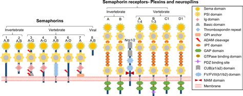 Frontiers Semaphorins And Their Receptors From Axonal Guidance To