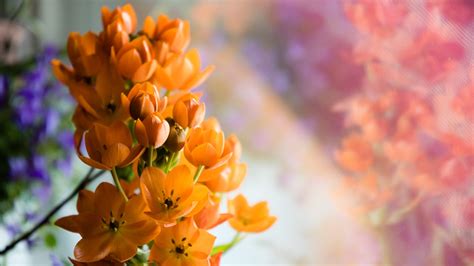 Orange Flowers wallpaper | nature and landscape | Wallpaper Better