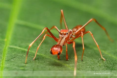 Ant-mimicking Jumping Spiders - Myrmaplata plantaleoides - Singapore ...