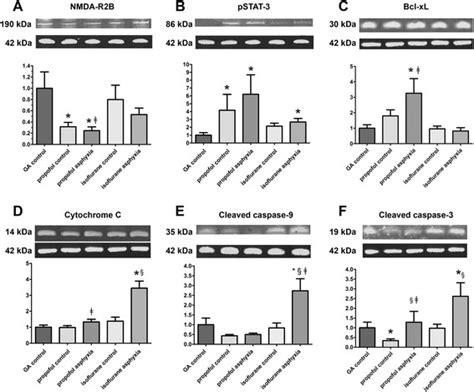 Western Blot In Frontal Cortex Of Fetal Brain Western Blot For A