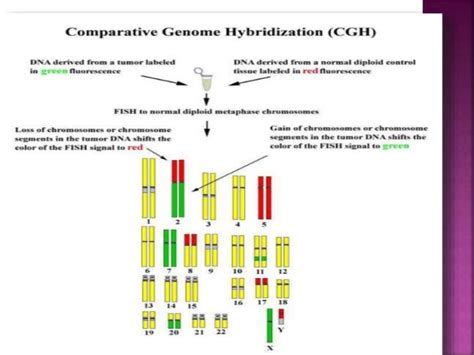 Comparitive Genomic Hybridisation