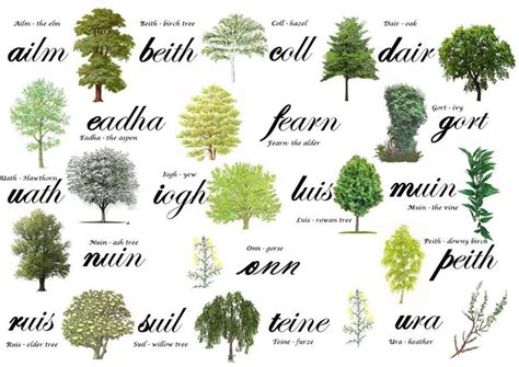 Our native Irish trees, a symbol of Irelands natural beauty.