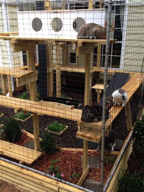 Multi Level Cat Runs Outdoor Cat Enclosure Cat Enclosure Cat Cages