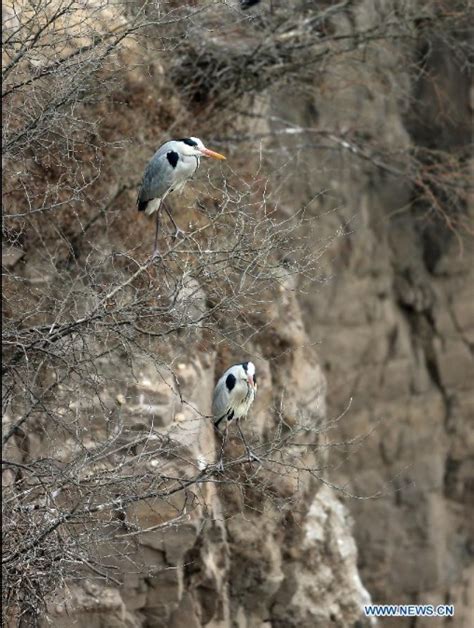 Herons Live Around Yellow River In N China 1