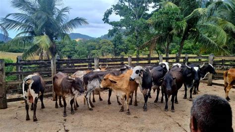 Polícia Civil recupera gado furtado de área rural em Pinheiros Norte