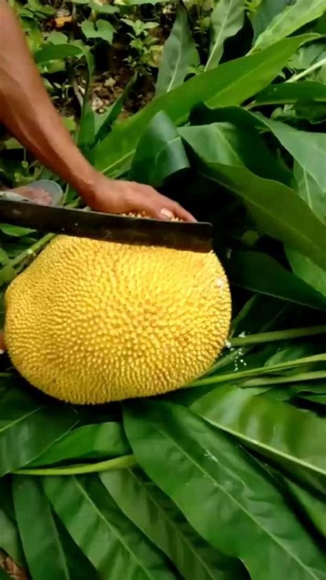 Pin By Fruit Lover On Pins By You Oddly Satisfying Videos Plants