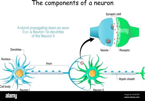 Neuron anatomy. Close-up of a Chemical synapse, Synaptic vesicle with ...