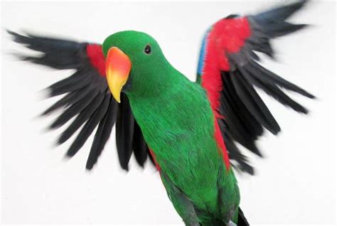 Krishna Parrot Pet Parrot Exotic Birds