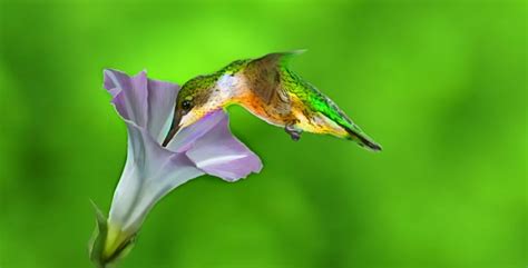 Flores que atraen colibríes Infaltables en tu jardín