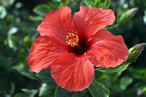 How To Propagate Hibiscus Gardeners Path