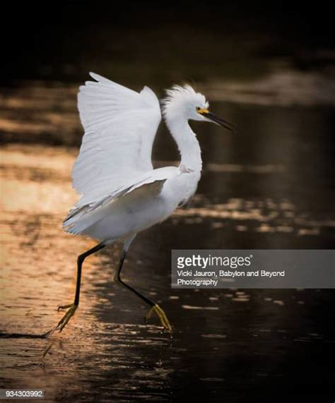 179 Funny Egret Stock Photos High Res Pictures And Images Getty Images