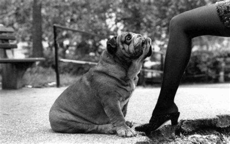 Dogs, By Photographer Elliott Erwitt