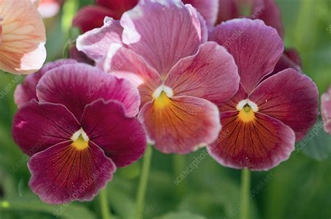 Pansy Viola X Wittrockiana Stock Image C0108695 Science Photo