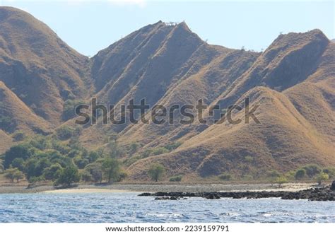 Komodo Dragon National Park Komodo Island Stock Photo 2239159791 ...