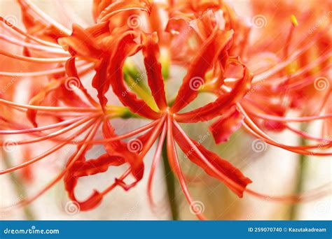 Bright Radial Red Red Spider Lily Cluster Amaryllis Stock Photo